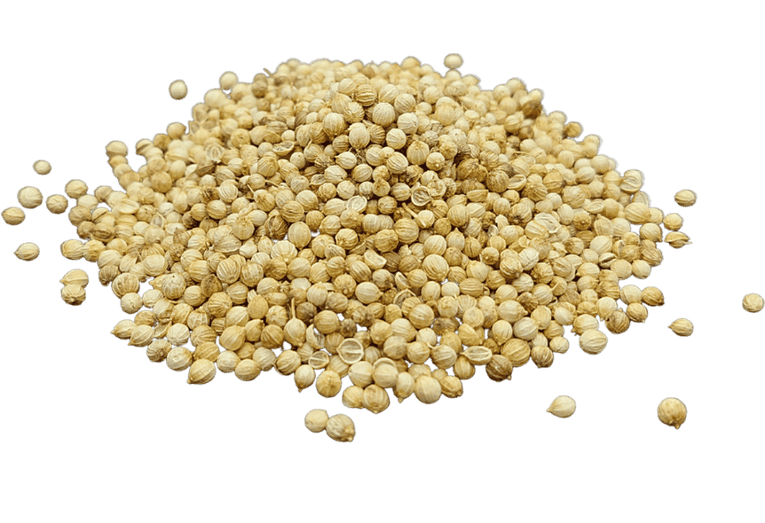 كزبرة